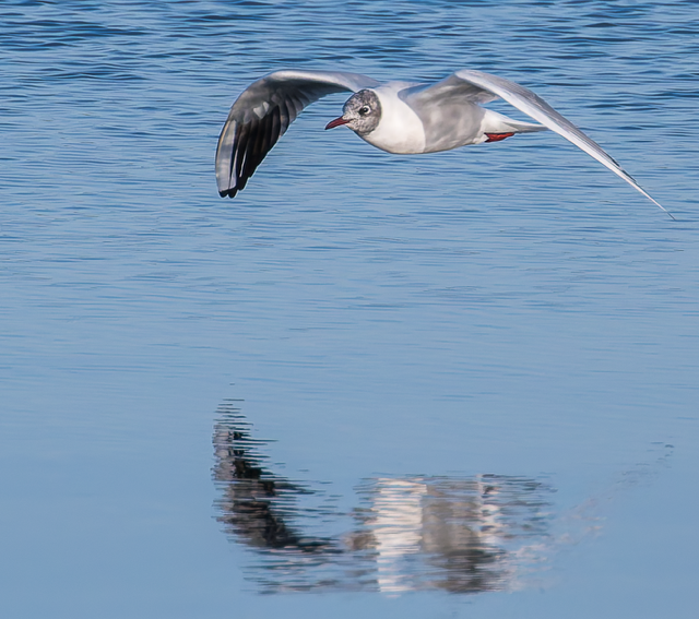 Kokmeeuw (Zeeland). Foto van Frank Verheij.
Spiegelbeeld